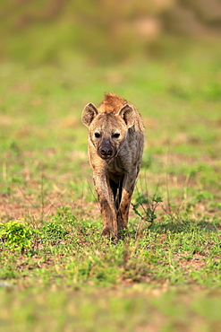 Spotted hyena (Crocuta crocuta), adult, stalking, frontal, Kruger National Park, South Africa, Africa