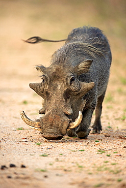 Warthog (Phacochoerus aethiopicus), adult foraging, Kruger National Park, South Africa, Africa