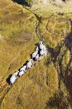 African Elephants (Loxodonta africana), breeding herd, roaming in a freshwater marsh, aerial view, Okavango Delta, Botswana, Africa