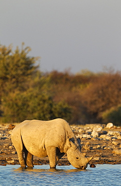 Black rhinoceros or hook-lipped rhinoceros (Diceros bicornis) male drinking at waterhole, evening light, Etosha National Park, Namibia, Africa