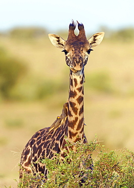 Masai giraffe (Giraffa camelopardalis), young animal with red-billed oxpeckers (Buphagus erythrorhynchus) on its neck, Masai Mara National Reserve, Narok County, Kenya, Africa