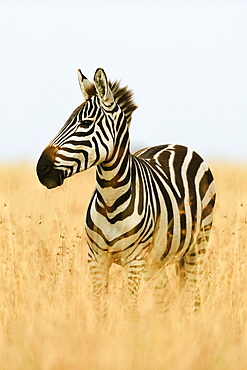 Plains zebra (Equus quagga) in tall grass, morning light, Masai Mara, Narok County, Kenya, Africa