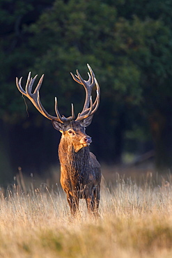 Red Deer (Cervus elaphus), Klampenborg, Copenhagen, Denmark, Europe