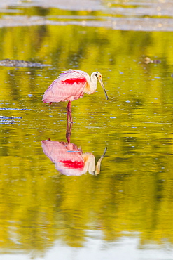 Roseate spoonbill (Ajaia ajaja), reflection in water, Ding Darling National Wildlife Refuge, Sanibel Island, Florida, USA, North America