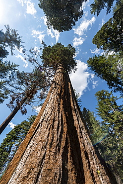 Giant Sequoia (Sequoiadendron giganteum), Tuolumne Grove, Yosemite National Park, California, Noramerika