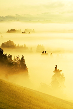 Forest covered in fog, Rothenthurm, Canton of Schwyz, Switzerland, Europe