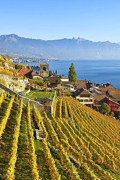 Vineyards in autumn, view of Lake Geneva and winegrowing village Saint-Saphorin, Lavaux, Canton of Vaud, Switzerland, Europe