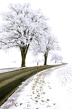 Frost-covered trees along the roadside, Germany, Europe