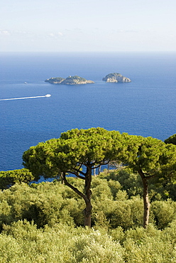 Pines growing along the Amalfi coastline, Campania, Italy, Europe