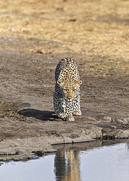 Leopard (Panthera pardus), waterhole, Etosha National Park, Namibia, Africa