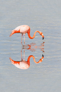 American Flamingo (Phoenicopterus ruber), Galápagos