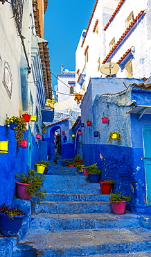 Narrow alley with colorful flowerpots, blue houses, Medina of Chefchaouen, Chaouen, Tangier-Tétouan, Morocco, Africa