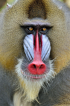 Mandrill (Mandrillus sphinx), male, animal portrait, captive, South-West Region, Cameroon, Africa