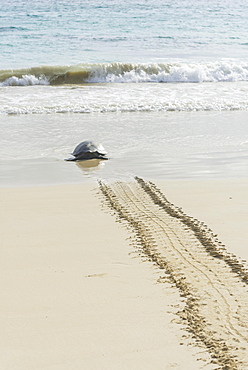 Green Sea Turtle or Pacific Green Turtle (Chelonia mydas japonica) on the way to the sea, Floreana, Galápagos Islands, Ecuador, South America