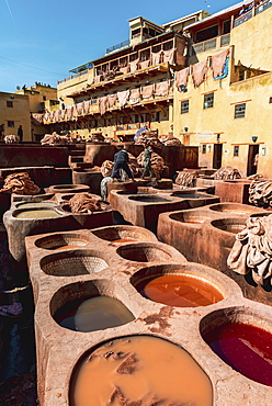 Worker dyeing leather, basin with paint, dyeing, tannery Tannerie Chouara, tanner and dyer quarter, Fes el Bali, Fes, Morocco, Africa