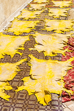 Leather at the Dry, Dyeing, Tannery, Tannerie Chouara, Gerber and Dyer's Quarter, Fes el Bali, Fes, Kingdom of Morocco, Africa