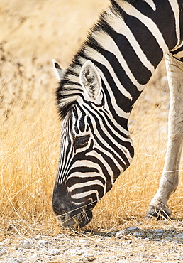 Plains Zebra (Equus quagga), Etosha National Park, Namibia, Africa