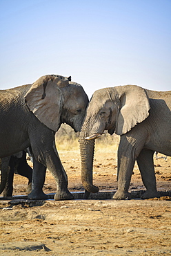 Two elephants playfully fighting, African Elephant (Loxodonta africana), Etosha National Park, Tsumcor waterhole, Namibia, Africa