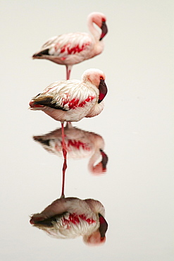 Lesser flamingos (Phoeniconaias minor), standing on one leg in the water, mirror image, Walvis Bay, Namibia, Africa