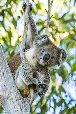 Koala (Phascolarctos cinereus), sits in a tree, South Australia, Australia, Oceania