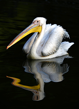 Great white pelican (Pelecanus onocrotalus), reflection in the water, captive, Germany, Europe