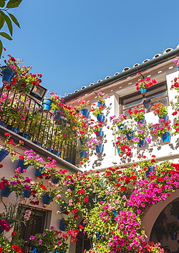 Many red geraniums in blue flowerpots in the courtyard on a house wall, Fiesta de los Patios, Cordoba, Andalusia, Spain, Europe