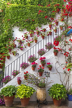 Many red flowers on a house wall, stairs, Fiesta de los Patios, Cordoba, Andalusia, Spain, Europe