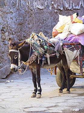 Pack donkey with a laden cart in the Medina, Marrakech, Marrakech-Tensift-Al Haouz, Morocco, Africa