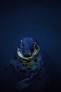 Pinniped (Pinnipedia) looking out of blue water in the harbour, Howth Harbour, Dublin, Leinster Province, Ireland, Europe