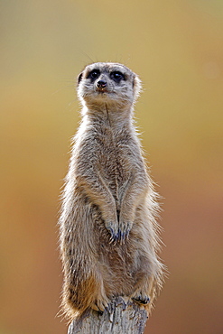 Meerkat (Suricata suricatta) stands guard, Germany, Europe