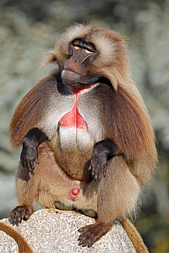 Gelada baboon (Theropithecus gelada), male sits on rock, captive, Germany, Europe