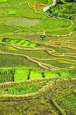 Rice terraces of Banaue, Northern Luzon, Philippines, Asia