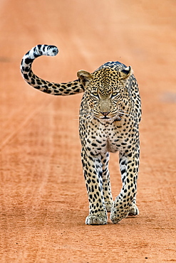 Leopard (Panthera pardus) stands on sand track, Tsavo West National Park, Kenya, Africa