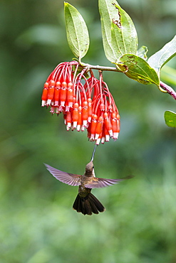 Bronzy Inca (Coeligena coeligena) on red blossom, flying, rainforest, cloud forest, northern Ecuador, Ecuador, South America