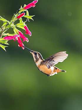 Purple-throated woodstar (Calliphlox mitchellii), female with pink flower, flying, rainforest, cloud forest, northwestern Ecuador, Ecuador, South America