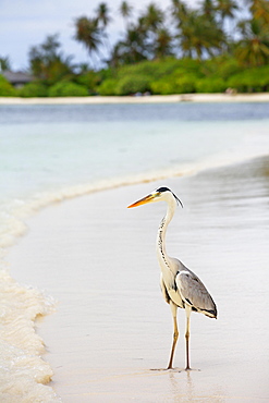 Grey heron (Ardea cinerea) on the beach of a Maldives island, Maldives, Asia