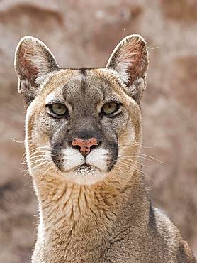 Cougar (Cougar concolor), animal portrait, captive, Andes, Peru, South America