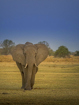 Elephant bull (Loxodonta africana), Moremi National Park, Botswana, Africa