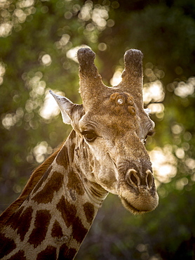 Giraffe (Giraffa camelopardalis), bull, animal portrait, Moremi Game Reserve, Botswana, Africa