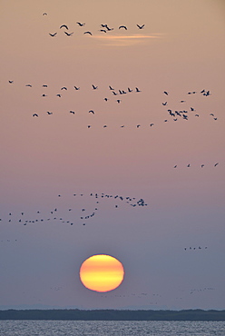 Bird migration, cranes (Grus grus) flying in the evening sky, Fischland-Darss-Zingst, Mecklenburg-Western Pomerania, Germany, Europe