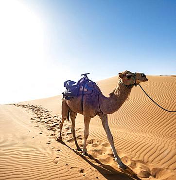 Dromedary (Camelus dromedarius), sand dunes in the desert, Erg Chebbi, Merzouga, Sahara, Morocco, Africa