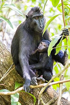 Celebes Crested Macaque (Macaca nigra), dam suckling young animal, Tangkoko National Park, Sulawesi, Indonesia, Asia