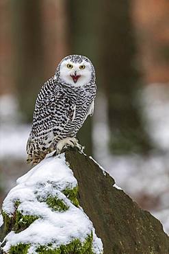 Snowy owl (Nyctea scandiaca), sitting on a snowy rock, calling, adult, captive, Czech Republic, Europe