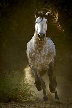 Spanish stallion, PRE, on the move, Andalusia, Spain, Europe