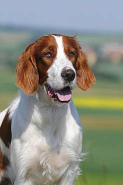 Irish Red and White Setter, animal portrait, Austria, Europe