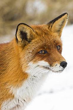 Red fox (Vulpes vulpes), animal portrait, North Holland, The Netherlands, Europe