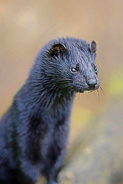 American Mink (Mustela vison), adult, alert, animal portrait, Pine County, Minnesota, USA, North America