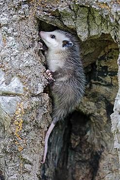 Virginia Opossum (Didelphis virginiana), young animal seeking shelter in tree trunk, Pine County, Minnesota, USA, North America