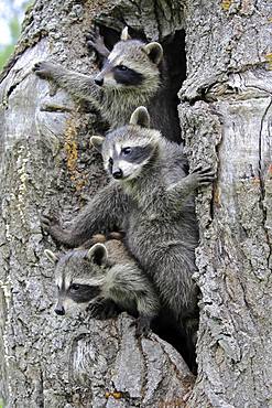 Raccoons (Procyon lotor), three young animals looking curiously from tree cave, Pine County, Minnesota, USA, North America