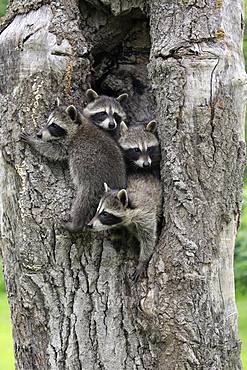 Raccoons (Procyon lotor), three young animals looking curiously from tree cave, Pine County, Minnesota, USA, North America